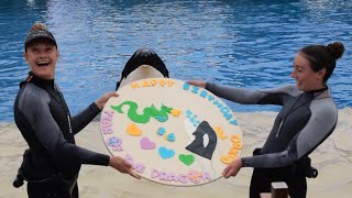 Orkid’s 36th Birthday Orca Encounter Full Show at SeaWorld San Diego September 23 2024 [upl. by Evelinn]