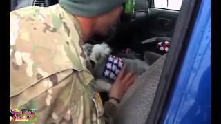 Dogs Welcoming Soldiers Home Compilation 2015 [upl. by Kenn766]