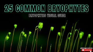 Know the 25 Common Bryophytes Examples of Bryophytes with Identification Visual Guide [upl. by Brittnee]