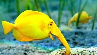 Elephantnose Fish Si Ikan Hidung Gajah 🐠 🐘 [upl. by Veno]