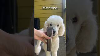 How To Shave A Poodles Face [upl. by Griselda]