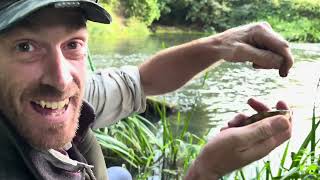 Just out of view trip 297  fishing a small river weir pool with float fished dendras [upl. by Reprah]