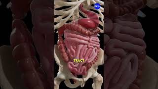 The Connection Between Anxiety and Diarrhe poop health digestivesystem shorts diarrhea [upl. by Kendrick132]