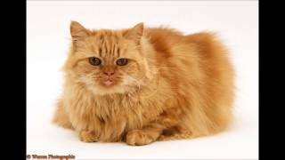 Persian Cat  Sound Effect [upl. by Neerhtak64]