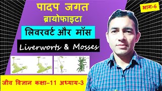 लिवरवर्ट और मॉस  Liverworts amp Mosses Liverworts amp Mosses class 11 Liverworts amp Mosses difference [upl. by Ahsinrad]