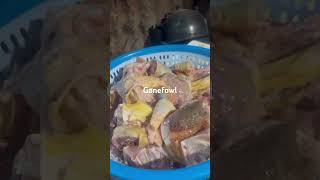 Game fowl meat [upl. by Heimlich]