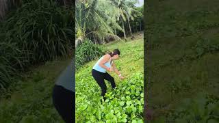 Picking the Camote leaves [upl. by Irec]