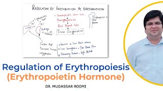 Regulation of Erythropoiesis  Erythropoietin Hormone  RBCs Production  Blood Physiology  RBCs [upl. by Meghann]