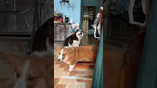 Mặt Lựu chuẩn ngáo luôn huskydog luudan corgi mango [upl. by Nnayt]