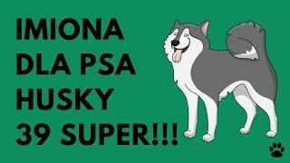 Imiona Dla Husky  39 SUPER Imiona  Imionowo [upl. by Saks]