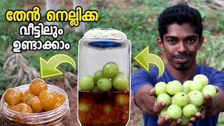 തേൻ നെല്ലിക്ക വീട്ടിൽ ഉണ്ടാക്കിയാലോ 🍯 Honey Gooseberry  Then Nellikka [upl. by Bunder969]