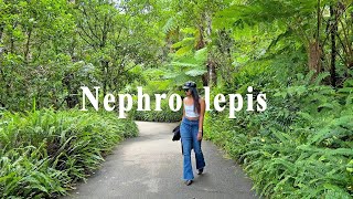 Nephrolepis [upl. by Outhe]