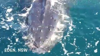 Whales up close in Eden  Sapphire Coast NSW [upl. by Ylesara]