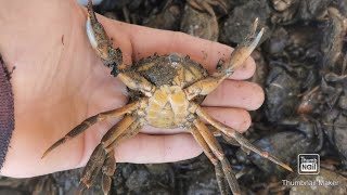 Peeler crabs how to freeze them down [upl. by Aratihc]