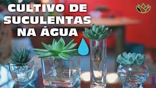 COMO CULTIVAR SUCULENTAS NA ÁGUA Aprenda a nova técnica [upl. by Aihsekram]