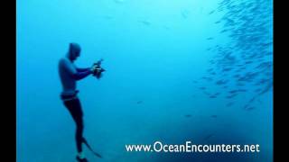 Freediving with Great White Sharks  Ocean Encounters [upl. by Ethelbert]