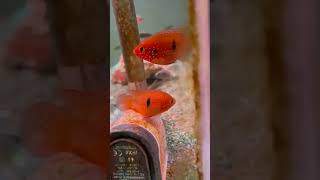 ikan Hias red jawel SB ikan redjwels aquarium aquascapeminimalis aquascapekecil [upl. by Nwahsyt]