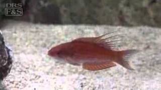 Filamented Flasher Wrasse Paracheilinus filamentosus  LiveAquariacom [upl. by Alliber855]