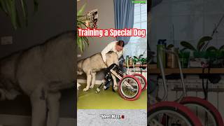 ❌❌❌ Training a Special Dog dog germanshepherd husky dogtraining k9 [upl. by Davin833]