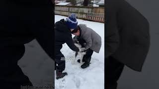 two kids came over to play with our dogs 🥹 husky dogvideos [upl. by Airual]