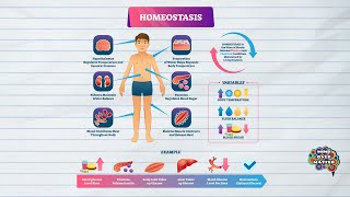 HOMEOSTASIS DEFINITION MEDICAL DICTIONARY [upl. by Munro]