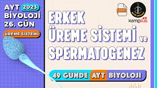 26 Erkek Üreme Sistemi ve Spermatogenez  Üreme Sistemi 11 Sınıf  AYT Biyoloji Kampı 26 Gün [upl. by Araed]