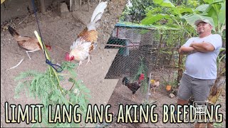 Limit lang ang breeding ko pero sagana sa attention [upl. by Kiernan]