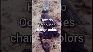 How do Octopuses change colors rbgag88 roshanbunny88 information knowledge [upl. by Danica]