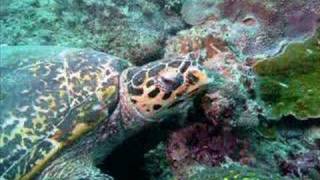 PLONGEZ AVEC LES TORTUES AU KENYA  GALU REEF SOUTH MOMBASA [upl. by Sirronal]