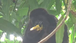 monkey with baby on back enjoying delicious mango [upl. by Acinorehs496]