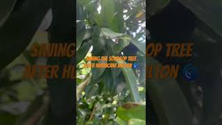 Saved the Soursop tree after hurricane Milton soursop [upl. by Morven]