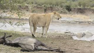 A Wildebeest Arises From Death by A Lioness [upl. by Seem]