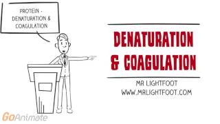 PROTEIN  Denaturation and Coagulation [upl. by Zullo]