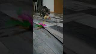 FUNNY To eat or to play 😂 Savannah kitten doesnt know what to choose first 😻 very playful cat 😻😻😻 [upl. by Ennaid670]