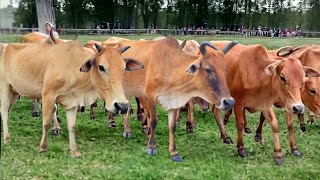 Suara sapi lembu berkeliaran di ladang memanggil kawan untuk pulang ke kandang  Bunyi sapi lucu [upl. by Cedell515]