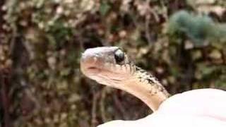 Garter Snake In My Garden [upl. by Eldrida]