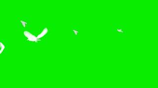 Green Screen Birds Flying Effect [upl. by Wendye340]