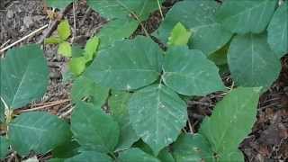 Identifying Poison Ivy [upl. by Ecyt272]