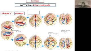 Explication des étapes de la méiose pour une cellule à 2n6 [upl. by Lemrej]