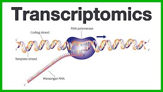 Transcriptomics A short introduction to the core concepts of microarrays and RNA sequencing [upl. by Eirovi521]