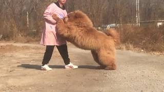 Super Tibetan Mastiff 10 Months Old [upl. by Aikenahs]