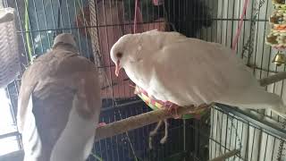 Henry the Ringneck Dove laughing and giggling [upl. by Blythe]