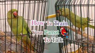 How To Teach Your Parrot To Talk  Talking Parrot [upl. by Els790]