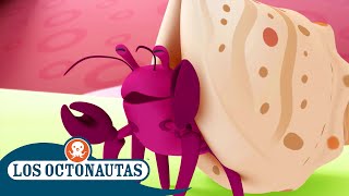 Los Octonautas  El cangrejo ermitaño 🦀🐚  Episodios Completos [upl. by Ytsrik]