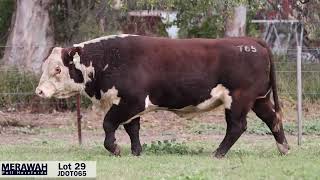 Lot 29 JDOT065 Merawah 2024 [upl. by Ailyt]