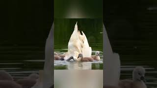 Adorable Swan Mom Carryingamp Protecting Swan Babies🦩🦢swan babies nature birds fyp shorts reels [upl. by Bruell]