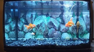 De vuelta con el acuario de Goldfish de 320 litros  mi pez sufre de vejiga natatoria 😩 [upl. by Ayel]