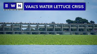 Choking the Vaal Water lettuce crisis threaten the rivers aquatic life [upl. by Llewoh]