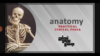 Cubital fossa Jars Part 1 anatomy pract [upl. by Johna]