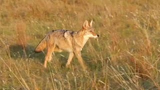 Coyote Hunting in Kansas Kansas Quad [upl. by Simdars]